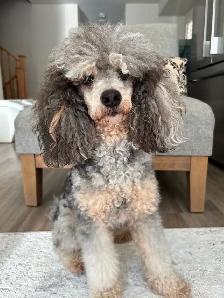 Coton Mix  Pups Rare Merle  - Therapy Dog Potential - Photo 7