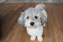 Coton Mix  Pups Rare Merle  - Therapy Dog Potential - Photo 8