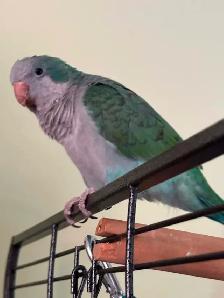 Jeune petit garçon Quaker de 4 mois (pot de colle) !