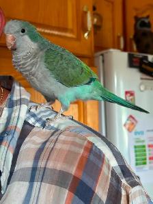 Jeune petit garçon Quaker de 4 mois (pot de colle) ! - Photo 2