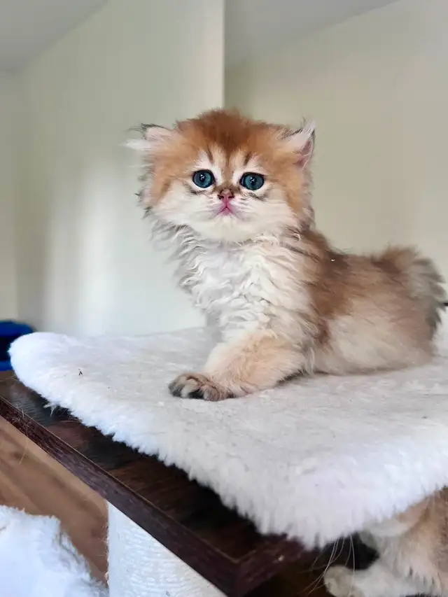 Golden British Longhair Boy/kitten with a sweet heart