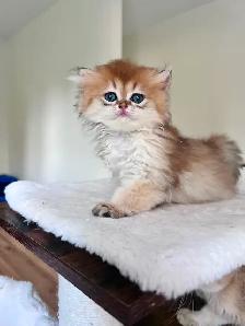 Golden British Longhair Boy/kitten with a sweet heart
