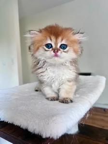 Golden British Longhair Boy/kitten with a sweet heart - Photo 4