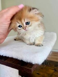 Golden British Longhair Boy/kitten with a sweet heart - Photo 5