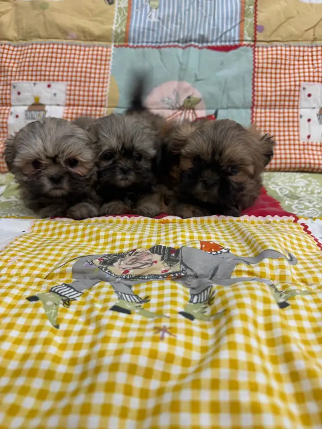 Caniche Shihtzus/Shihtzu Puppies