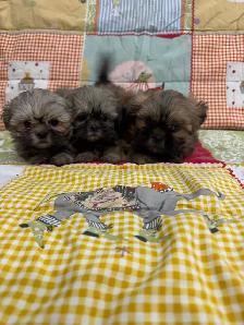 Caniche Shihtzus/Shihtzu Puppies