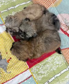 Caniche Shihtzus/Shihtzu Puppies - Photo 2