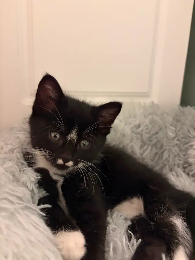 Kitten for sale
