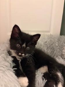 Kitten for sale
