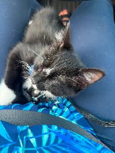 Kitten for sale - Photo 2