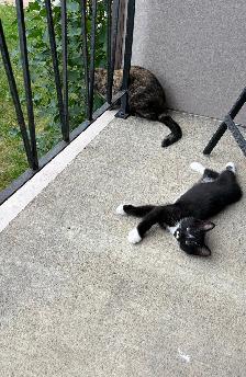 Kitten for sale - Photo 3