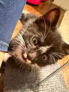 Kitten for sale - Photo 4