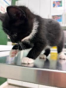 Kitten for sale - Photo 5