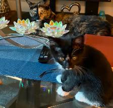 Kitten for sale - Photo 6