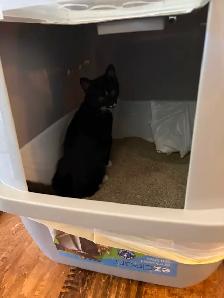 Kitten for sale - Photo 7