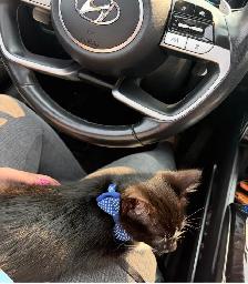 Kitten for sale - Photo 8