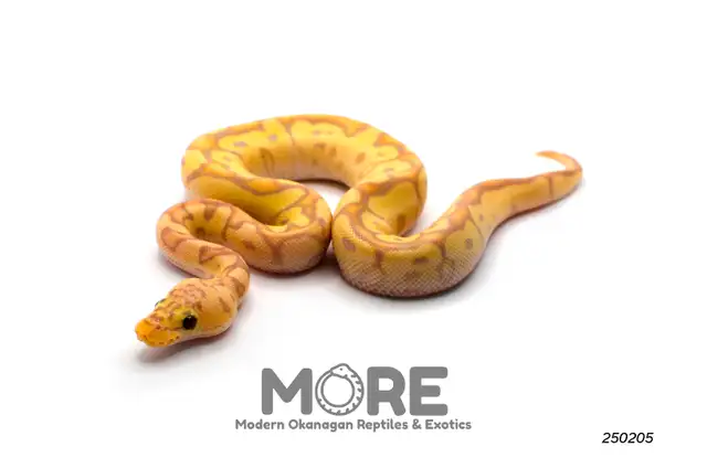 Baby Ball Pythons for Sale!