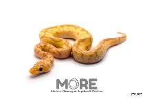 Baby Ball Pythons for Sale!
