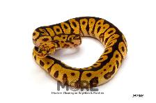 Baby Ball Pythons for Sale! - Photo 2