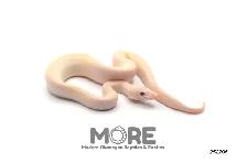 Baby Ball Pythons for Sale! - Photo 3