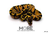 Baby Ball Pythons for Sale! - Photo 5
