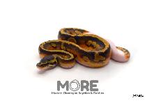Baby Ball Pythons for Sale! - Photo 6