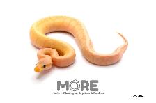 Baby Ball Pythons for Sale! - Photo 7