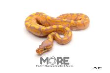 Baby Ball Pythons for Sale! - Photo 9