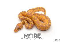 Baby Ball Pythons for Sale! - Photo 10