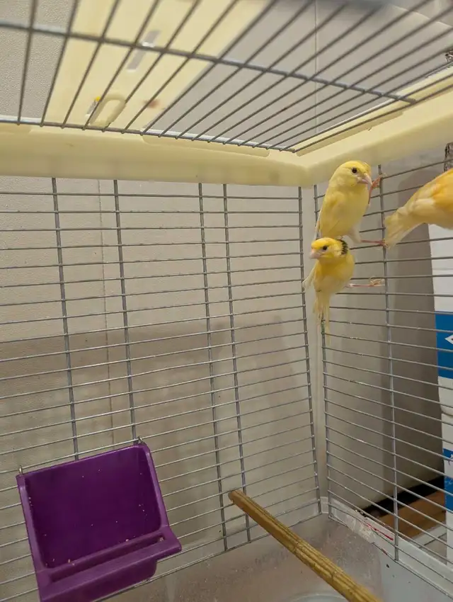 Canaries for Sale. Individual/Multiple