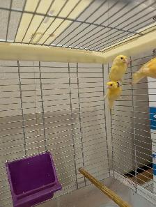 Canaries for Sale. Individual/Multiple