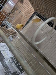 Canaries for Sale. Individual/Multiple - Photo 3
