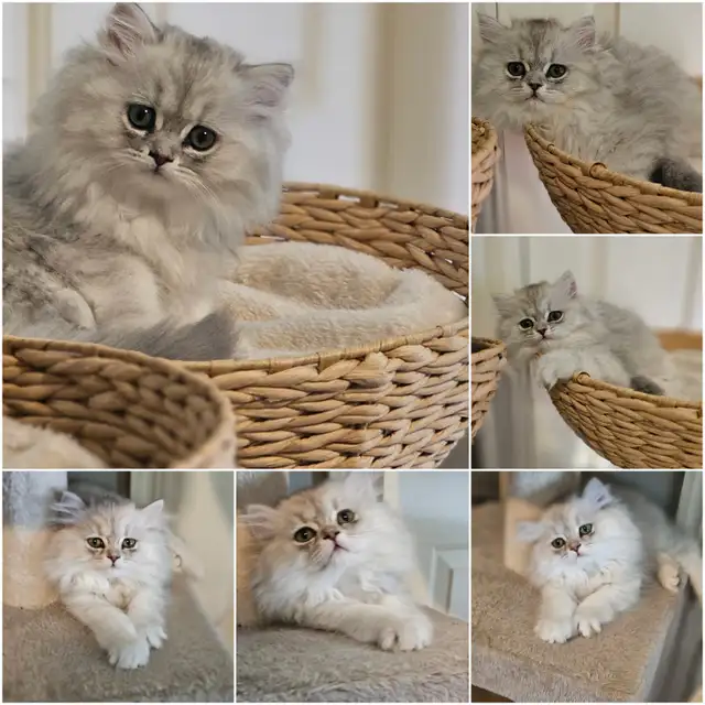 16 week old kittens ready for their new homes. $1200