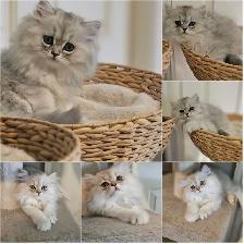 16 week old kittens ready for their new homes. $1200