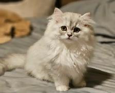 16 week old kittens ready for their new homes. $1200 - Photo 2
