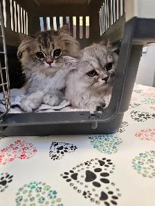 16 week old kittens ready for their new homes. $1200 - Photo 3