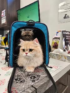 16 week old kittens ready for their new homes. $1200 - Photo 4