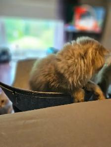 16 week old kittens ready for their new homes. $1200 - Photo 7
