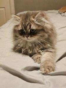 16 week old kittens ready for their new homes. $1200 - Photo 8
