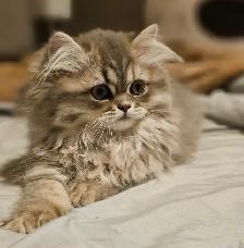 16 week old kittens ready for their new homes. $1200 - Photo 9
