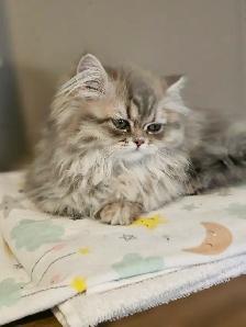 16 week old kittens ready for their new homes. $1200 - Photo 10