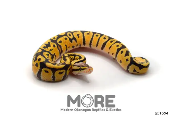 Ball Pythons Under $300!