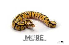 Ball Pythons Under $300!