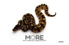 Ball Pythons Under $300! - Photo 4