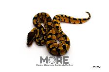 Ball Pythons Under $300! - Photo 5