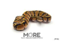 Ball Pythons Under $300! - Photo 6