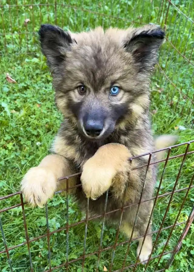Like Huskies? Shepherds? Wolves? Love the Pseudo Lobo…