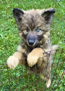 Like Huskies? Shepherds? Wolves? Love the Pseudo Lobo…