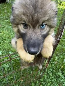 Like Huskies? Shepherds? Wolves? Love the Pseudo Lobo… - Photo 2