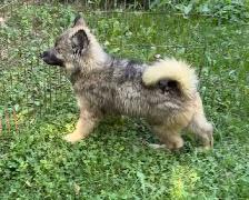Like Huskies? Shepherds? Wolves? Love the Pseudo Lobo… - Photo 3